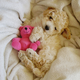 Illustration for article titled 10 Photos Of Animals With Stuffed Animals